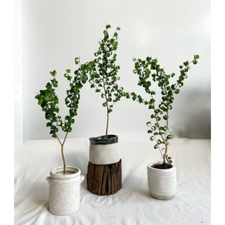 Chậu gốm sứ trơn hoạ tiết sang trọng - chậu xuất khẩu trồng cây, trang trí nhà, sân vườn
