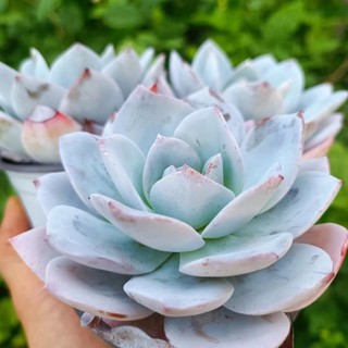 Sale+ hạc trắng lai laui mới lạ.