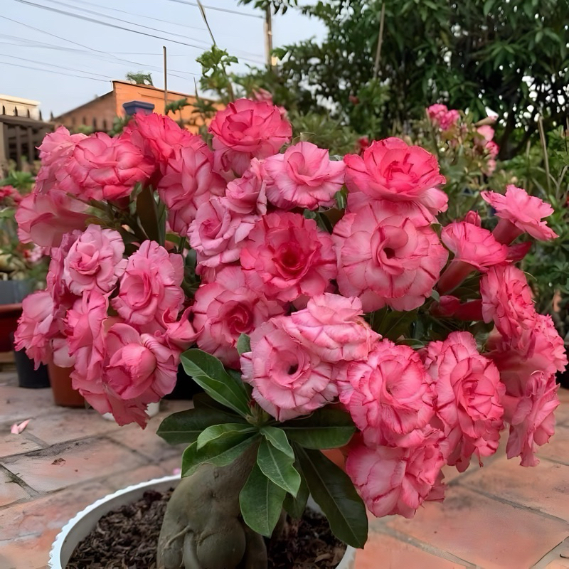 Cây sứ thái ghép (gửi cây như hình 5)