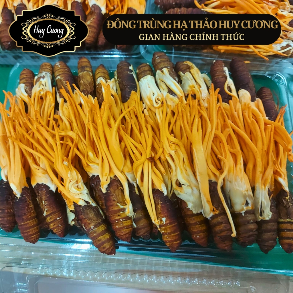 Nấm đông trùng hạ thảo nguyên con sấy khô thăng hoa Huy Cương ký chủ nhộng tằm pha trà, ngâm rượu, m