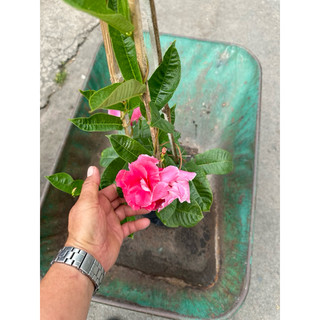 Chậu dây leo Hồng Anh