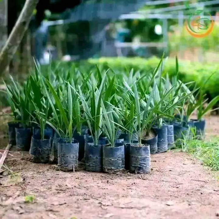 Com bo 3 cây giống  chà là ăn quả
