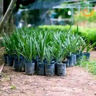 Com bo 3 cây giống chà là ăn quả