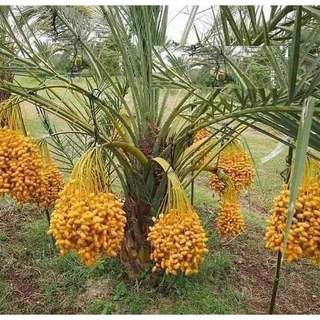 Com bo 3 cây giống  chà là ăn quả