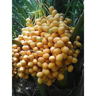 Com bo 3 cây giống  chà là ăn quả