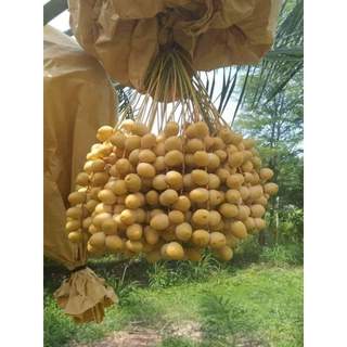 Com bo 3 cây giống  chà là ăn quả