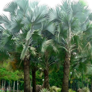10gram hạt giống cây Cọ Mỹ