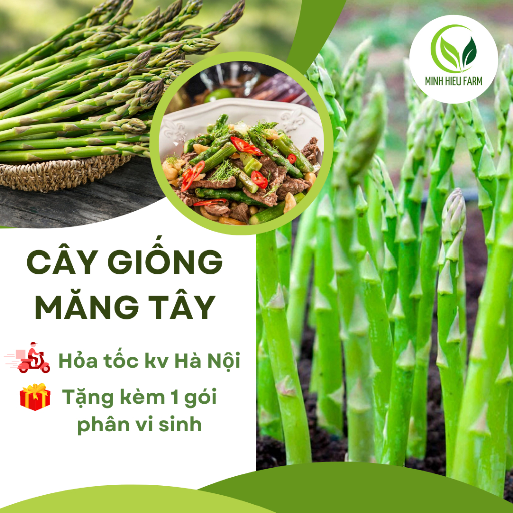 10 cây giống măng tây thái xanh hàng chuẩn F1