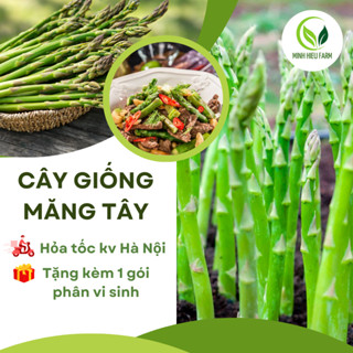 10 cây giống măng tây thái xanh hàng chuẩn F1