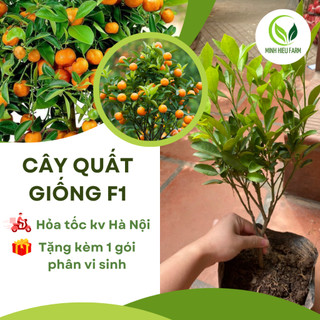 Cây giống cây tắc, cây quất, cây hạnh giống chuẩn F1 siêu trái