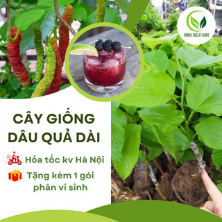 Cây dâu quả dài Đài Loan siêu ngọt (có ảnh thật) năng suất cao, dễ trồng