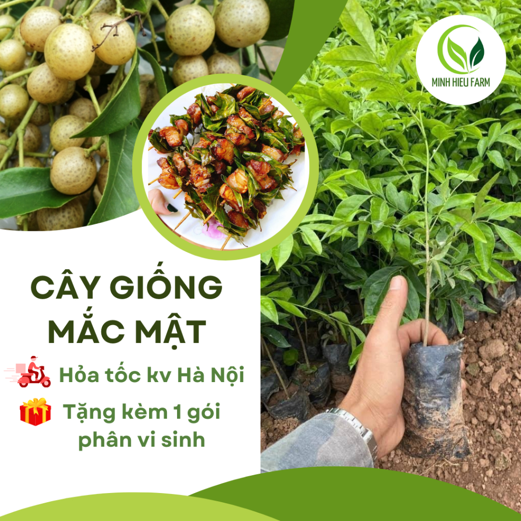 Combo 2 cây giống mắc mật, lá làm gia vị nướng thịt, cây giống khỏe phù hợp với khí hậu các vùng miền
