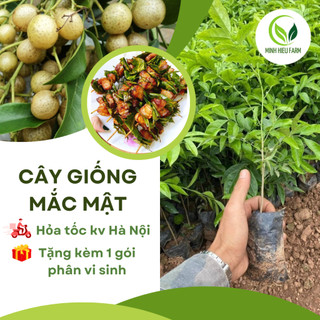 Combo 2 cây giống mắc mật, lá làm gia vị nướng thịt