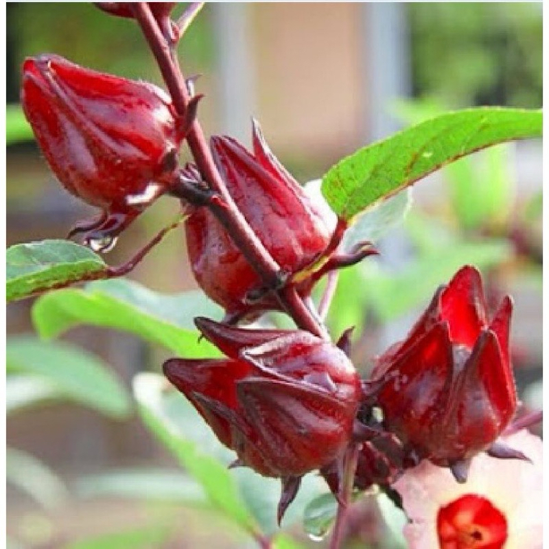 chậu 3 Cây Astiso đỏ - Cây thảo dược trưởng thành đang hoa (Ảnh thật)
