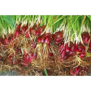 Củ giống sâm đại hành - 5 củ