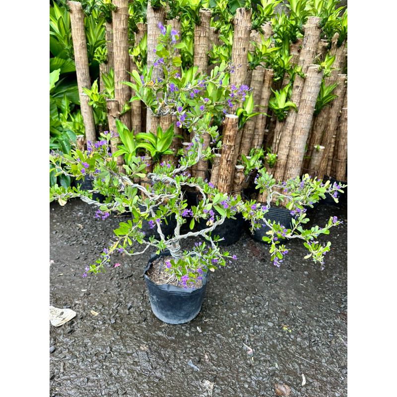 Cây Linh Sam Bonsai lá to