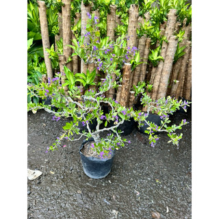 Cây Linh Sam Bonsai lá to