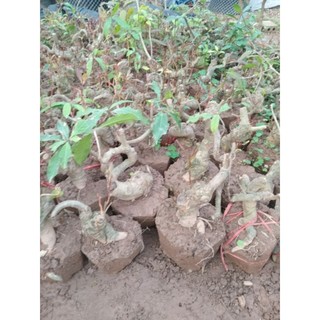 Cây lộc vừng phôi bonsai