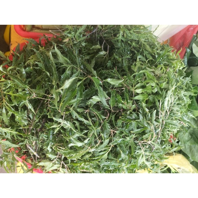 lá đinh lăng 500g