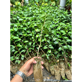 Bộ 10 cây giống Trà xanh
