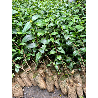 Bộ 10 cây giống Trà xanh