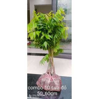 Combo 10 Cây Sưa Đỏ Cao 30- 50Cm