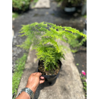 Chậu cây Thuỷ Tùng