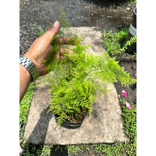 Chậu cây Thuỷ Tùng