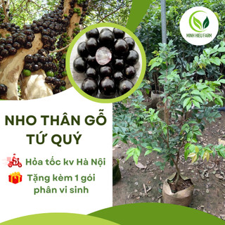 Cây giống nho thân gỗ tứ quý, loài cây ăn quả quý hiếm được nhiều người săn trồng