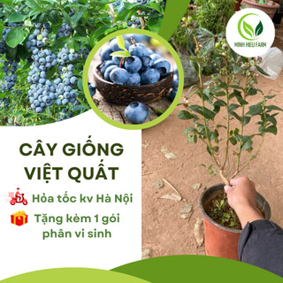 Cây việt quất lùn tứ quý đang hoa quả, ra hoa, ra trái 4 mùa