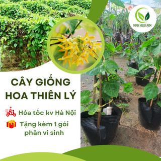 Cây giống thiên lí/ thiên lý siêu hoa sức sống tốt
