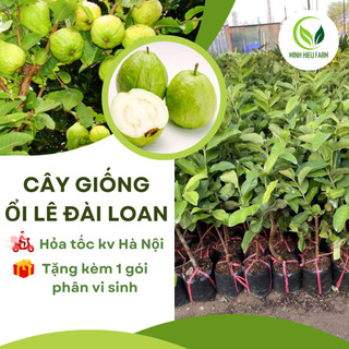 Cây giống ổi lê Đài Loan, giống ổi chất lượng cao, quả to, thịt dày, ngọt