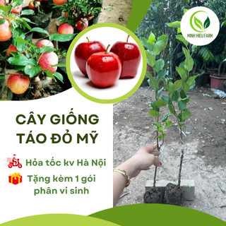 Cây giống táo đỏ mỹ lùn quả siêu sớm