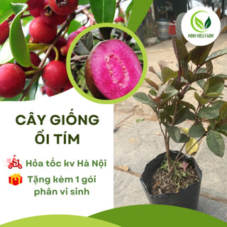 Cây ổi tím Malaysia, cho quả sau 1 năm trồng, cây giống ổi siêu lùn
