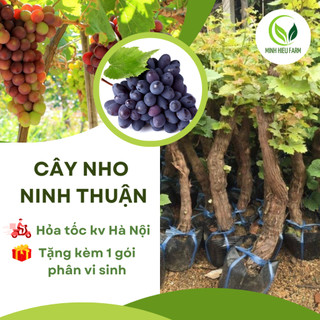 Cây giống nho Ninh thuận/Giống nho dễ trồng nhất/Phù hợp với khí hậu các vùng miền/Cây cho trái sớm
