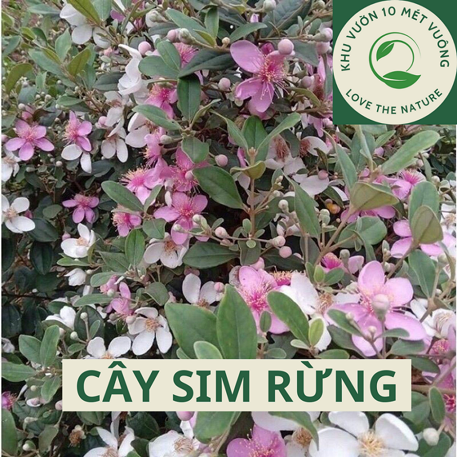 Cây ăn Trái: Cây sim rừng -  sim ăn trái( Sim Tím) - Cây ổn định bầu rễ - cho hoa quanh năm