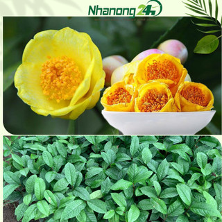 Cây giống trà hoa vàng Ba Chẽ, Kim hoa trà, cây dược liệu, khỏe mạnh, chuẩn giống, cao trên 20cm