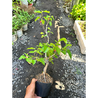 Chậu cây dâu tằm Bonsai mini