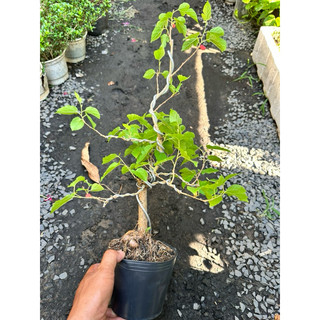 Chậu cây dâu tằm Bonsai mini