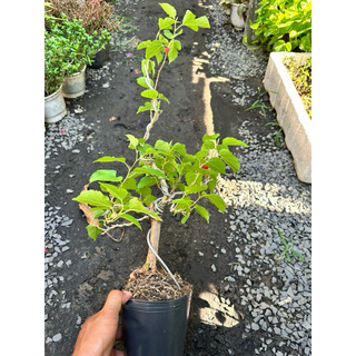 Chậu cây dâu tằm Bonsai mini