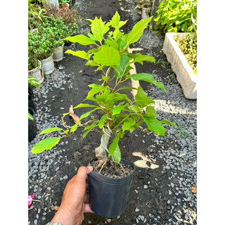 Chậu cây Sung bonsai mini