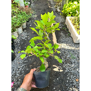 Chậu cây Sung bonsai mini
