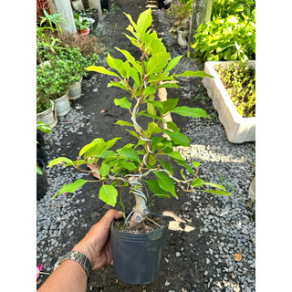 Chậu cây Sung bonsai mini