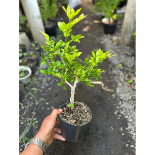 Chậu Bonsai cây Nguyệt Quế