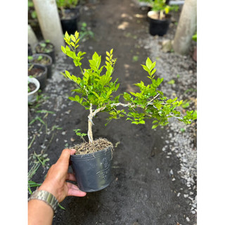 Chậu Bonsai cây Nguyệt Quế