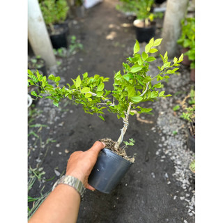 Chậu Bonsai cây Nguyệt Quế