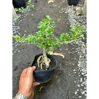 Cây Cần Thăng Bonsai mini