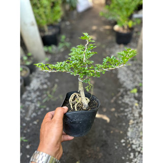 Cây Cần Thăng Bonsai mini