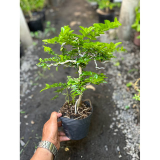 Cây Kim Quất dáng Bonsai