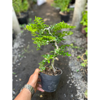 Cây Kim Quất dáng Bonsai